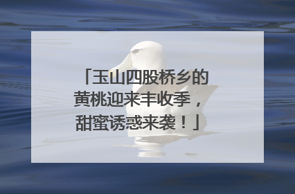 玉山四股桥乡的黄桃迎来丰收季,甜蜜诱惑来袭!