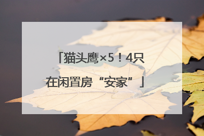 猫头鹰×5！4只在闲置房“安家”