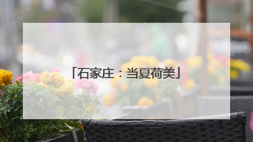 石家庄：当夏荷美