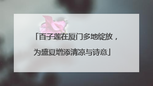百子莲在厦门多地绽放，为盛夏增添清凉与诗意