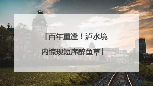 百年重逢！泸水境内惊现短序醉鱼草