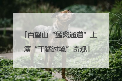 百望山“猛禽通道”上演“千猛过境”奇观