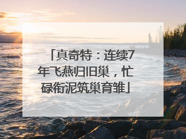 真奇特：连续7年飞燕归旧巢，忙碌衔泥筑巢育雏