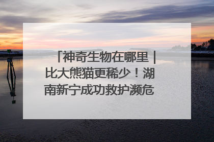 神奇生物在哪里｜比大熊猫更稀少！湖南新宁成功救护濒危鸟类海南鳽