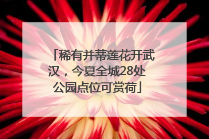 稀有并蒂莲花开武汉，今夏全城28处公园点位可赏荷