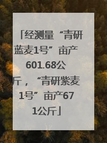 经测量“青研蓝麦1号”亩产601.68公斤，“青研紫麦1号”亩产671公斤