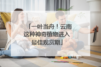一叶当舟！云南这种神奇植物进入最佳观赏期
