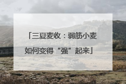 三夏麦收：弱筋小麦如何变得“强”起来