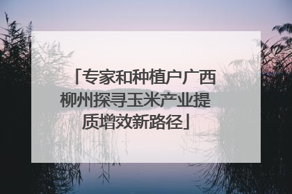 专家和种植户广西柳州探寻玉米产业提质增效新路径