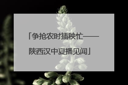 争抢农时插秧忙——陕西汉中夏播见闻