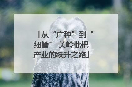从“广种”到“细管” 关岭枇杷产业的跃升之路