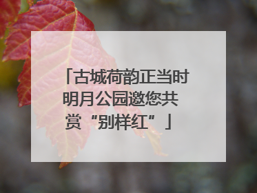 古城荷韵正当时 明月公园邀您共赏“别样红”