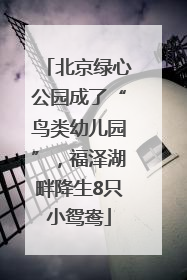北京绿心公园成了“鸟类幼儿园”，福泽湖畔降生8只小鸳鸯