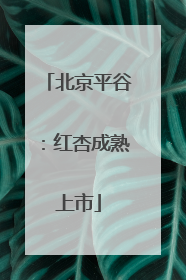 北京平谷：红杏成熟上市