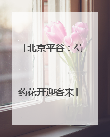 北京平谷：芍药花开迎客来