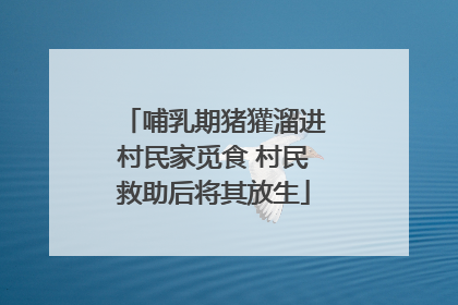 哺乳期猪獾溜进村民家觅食 村民救助后将其放生