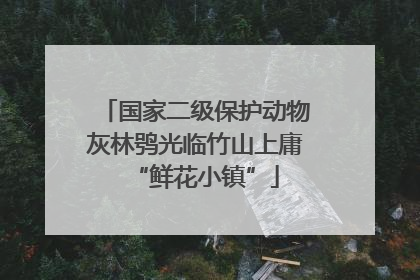 国家二级保护动物灰林鸮光临竹山上庸“鲜花小镇”