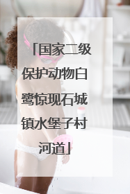 国家二级保护动物白鹭惊现石城镇水堡子村河道