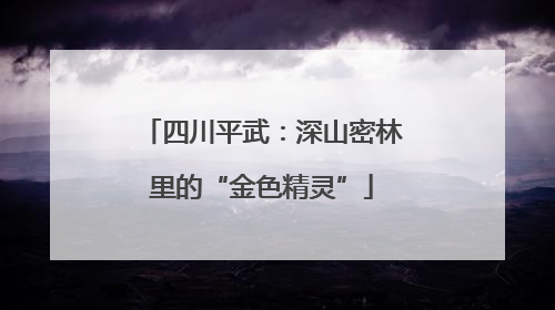 四川平武：深山密林里的“金色精灵”