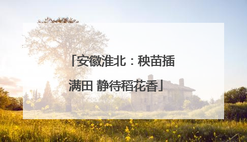 安徽淮北：秧苗插满田 静待稻花香