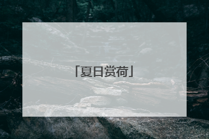 夏日赏荷