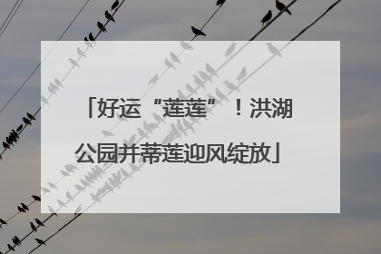 好运“莲莲”！洪湖公园并蒂莲迎风绽放