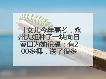 女儿今年高考，永州大姐种了一块向日葵田为她祝福：有200多棵，送了很多给其他家长