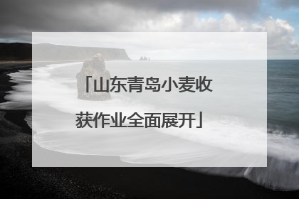 山东青岛小麦收获作业全面展开