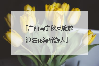 广西南宁秋英绽放 浪漫花海醉游人