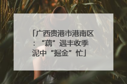广西贵港市港南区：“藕”遇丰收季 泥中“掘金”忙