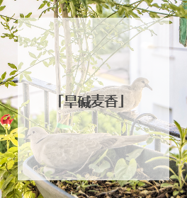 旱碱麦香