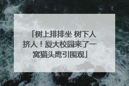 树上排排坐 树下人挤人！厦大校园来了一窝猫头鹰引围观
