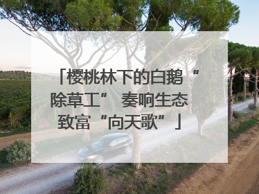 樱桃林下的白鹅“除草工” 奏响生态致富“向天歌”