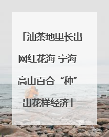 油茶地里长出网红花海 宁海高山百合“种”出花样经济