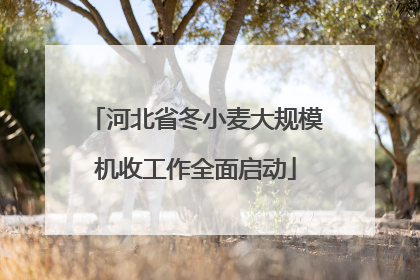 河北省冬小麦大规模机收工作全面启动