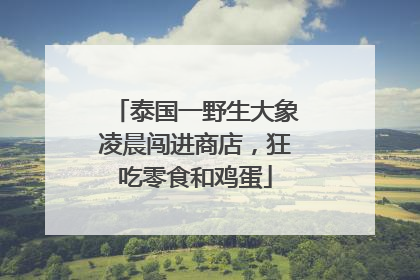 泰国一野生大象凌晨闯进商店，狂吃零食和鸡蛋