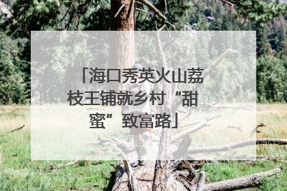 海口秀英火山荔枝王铺就乡村“甜蜜”致富路
