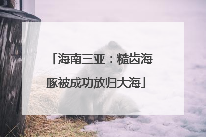 海南三亚：糙齿海豚被成功放归大海