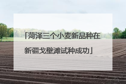 菏泽三个小麦新品种在新疆戈壁滩试种成功
