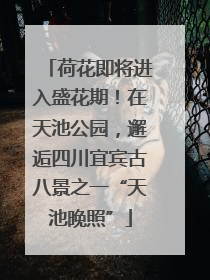 荷花即将进入盛花期！在天池公园，邂逅四川宜宾古八景之一“天池晚照”