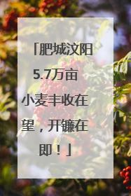 肥城汶阳5.7万亩小麦丰收在望，开镰在即！