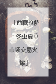 西藏拉萨：冬虫夏草市场交易火爆
