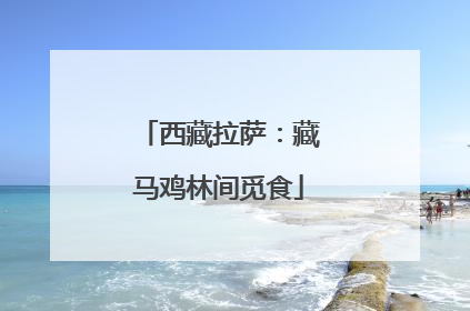 西藏拉萨：藏马鸡林间觅食