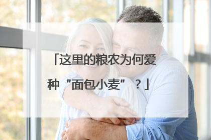 这里的粮农为何爱种“面包小麦”？