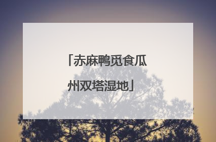 赤麻鸭觅食瓜州双塔湿地
