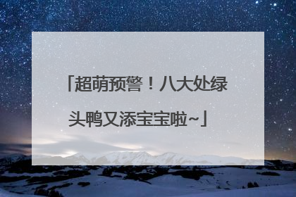超萌预警！八大处绿头鸭又添宝宝啦~