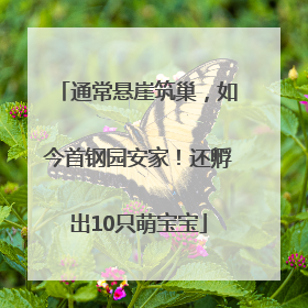 通常悬崖筑巢，如今首钢园安家！还孵出10只萌宝宝