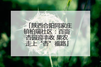 陕西合阳同家庄镇柏瑞社区：百亩杏园迎丰收 果农走上“杏”福路
