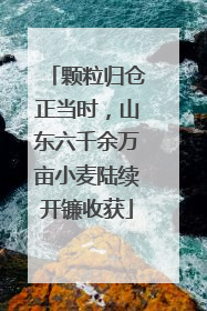 颗粒归仓正当时，山东六千余万亩小麦陆续开镰收获