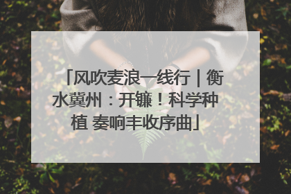风吹麦浪一线行｜衡水冀州：开镰！科学种植 奏响丰收序曲